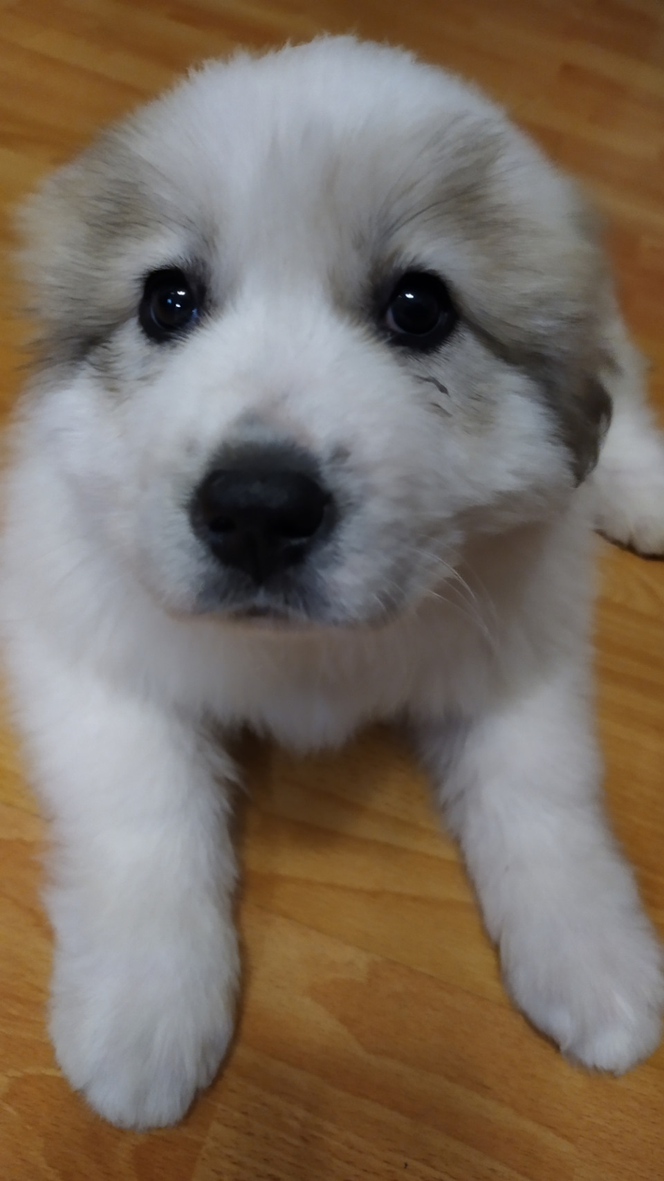 Первые впечатления — ГАЗ Соболь, 2,4 л, 2008 года | визит на сервис ...