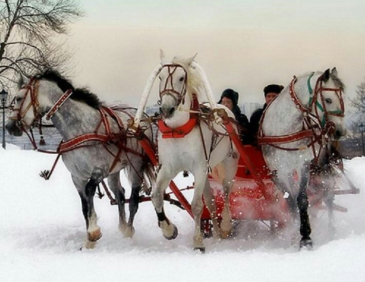 Тройка лошадей запряженная в сани