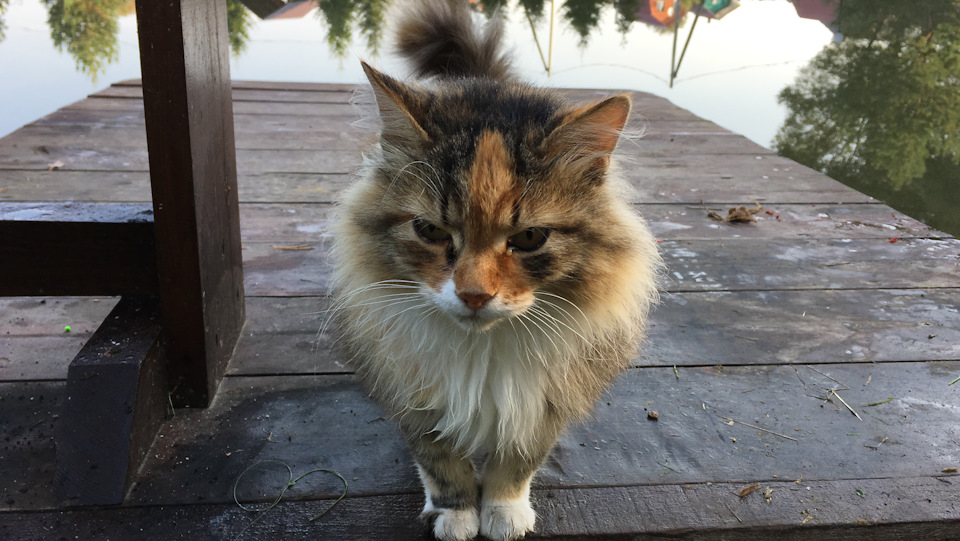 ну прям позер — Opel Insignia (1G)