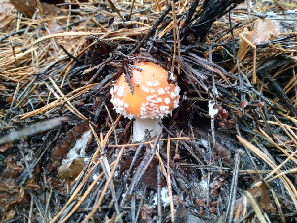 Фото в бортжурнале УАЗ Patriot