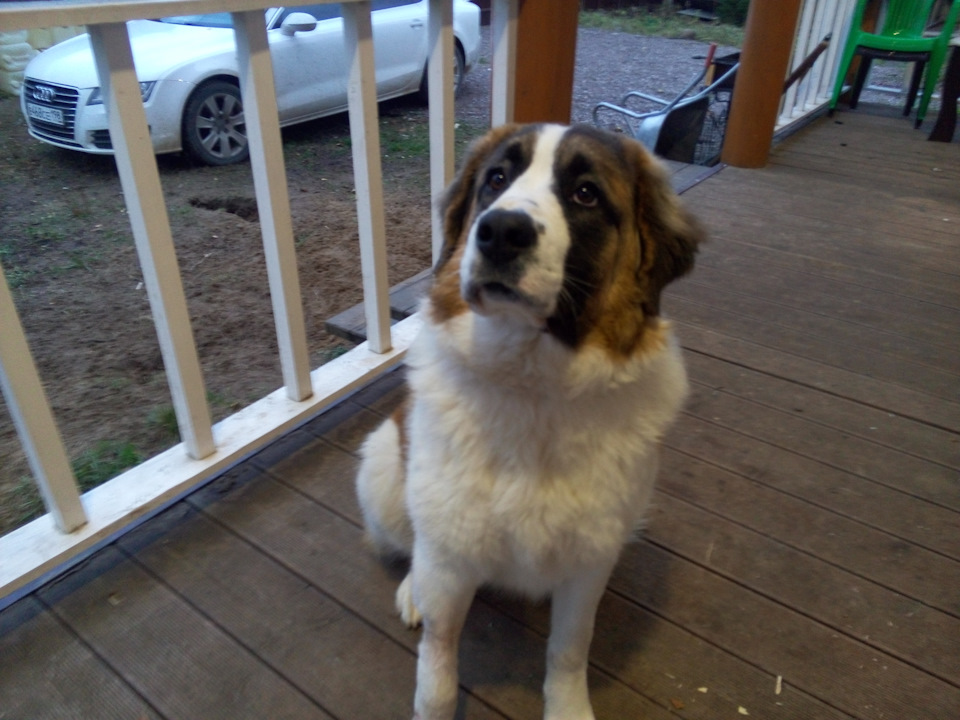 вот она помощница — Audi A7 Sportback (1G)