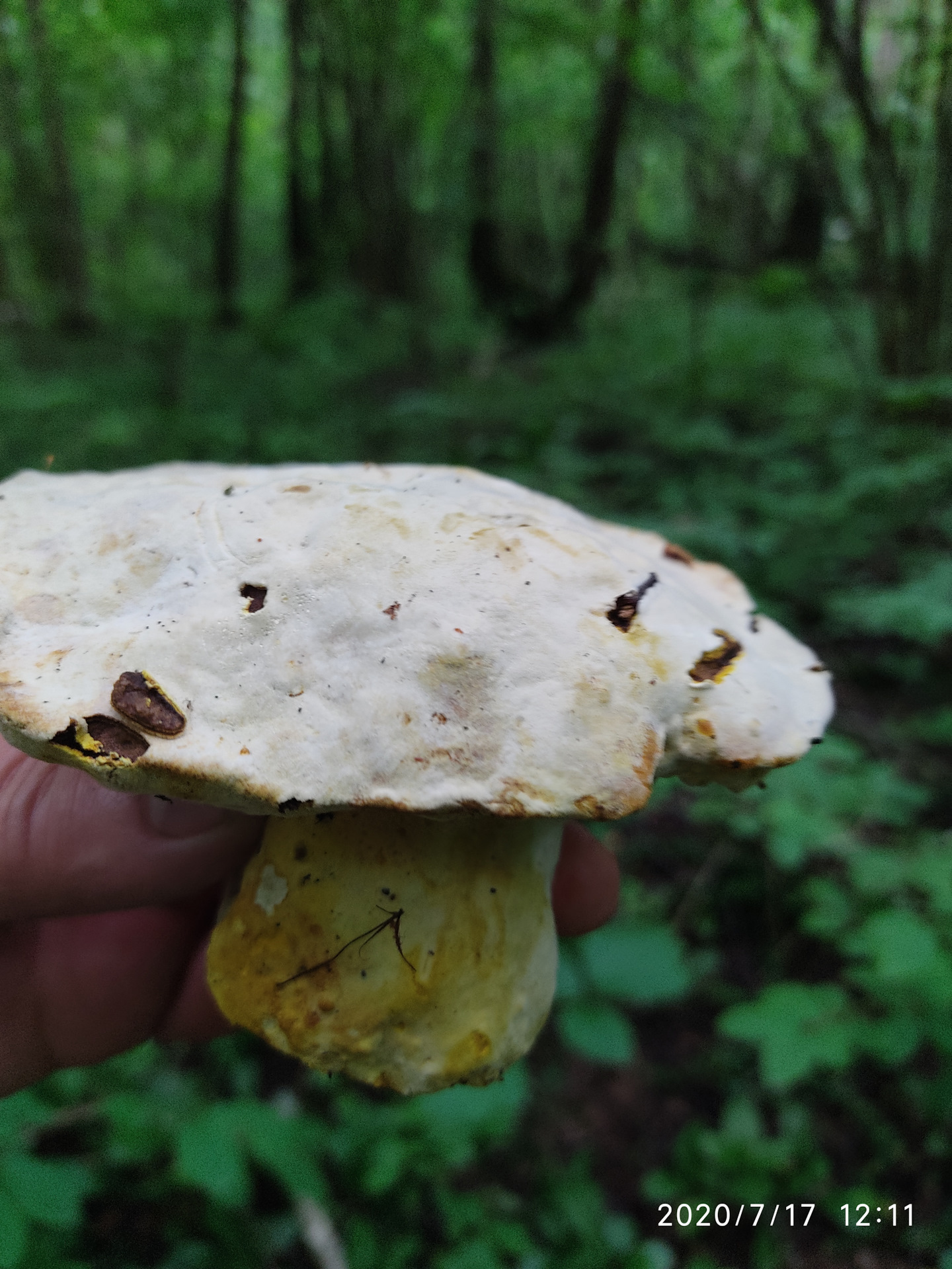 Большой гриб белого цвета с толстой ножкой