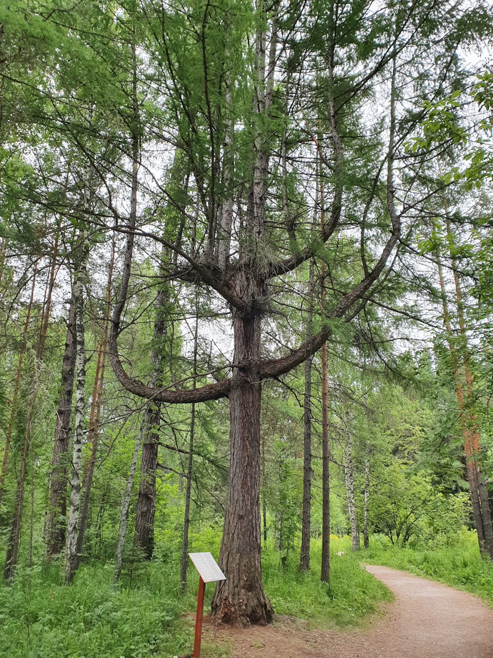 Деревья в новосибирске