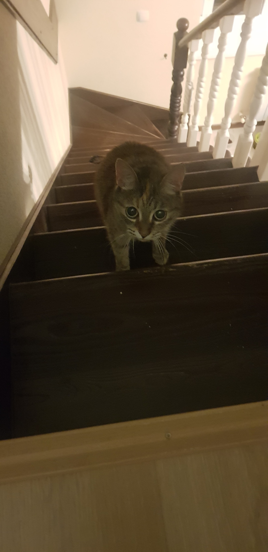 Фото в бортжурнале Honda Freed (2G)