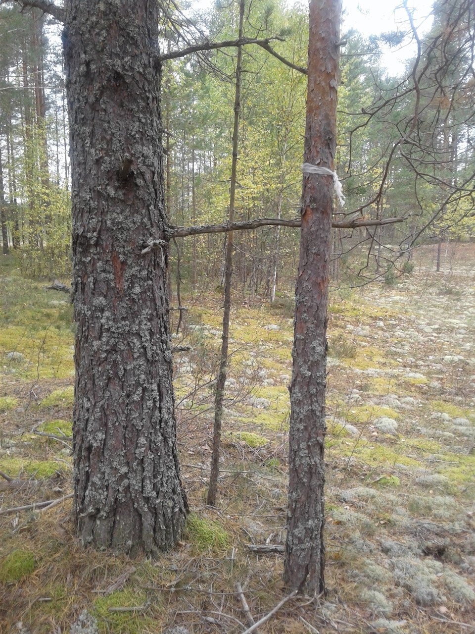 Фото в бортжурнале УАЗ Patriot