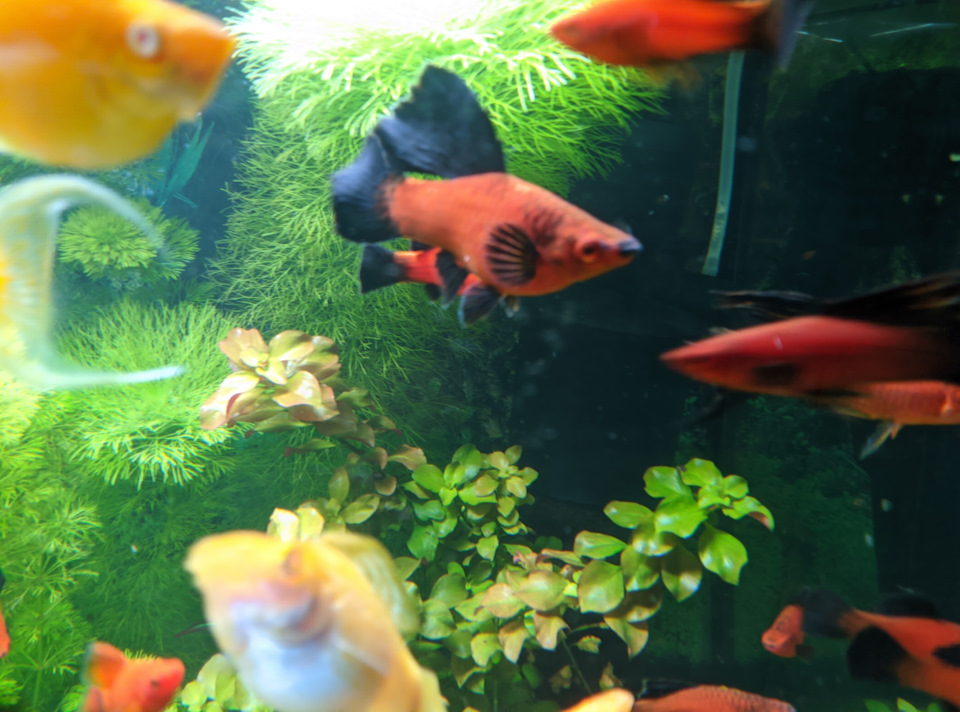 Мои шикардосные мечи флаг — Сообщество «Аквариум (и его обитатели)» на ...