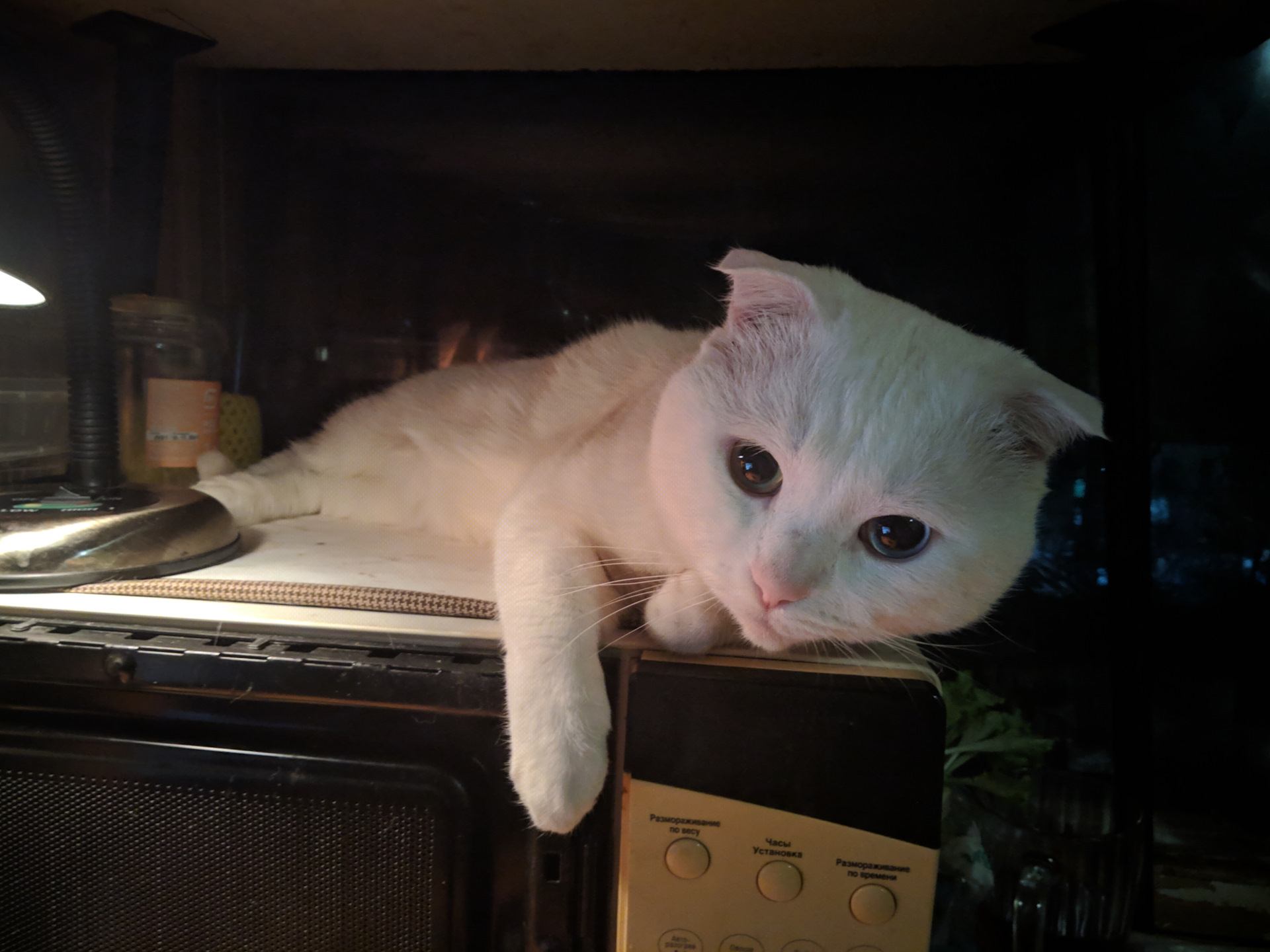 Коты альбиносы
