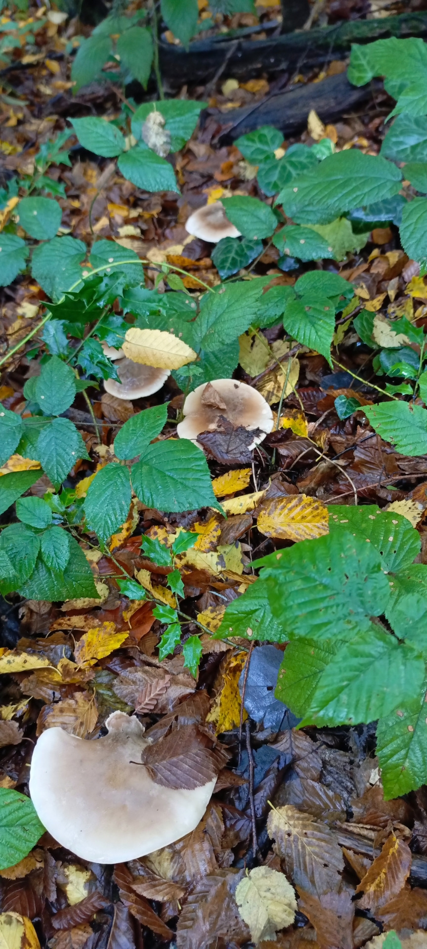 Фото в бортжурнале УАЗ Patriot