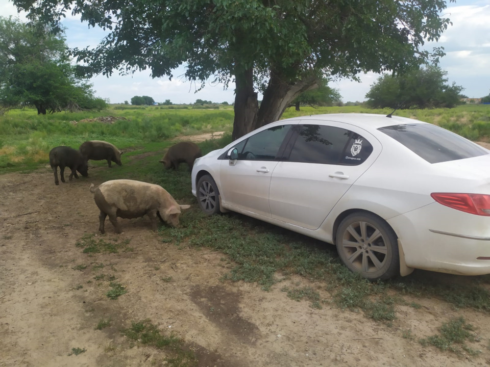Фото в бортжурнале Peugeot 408