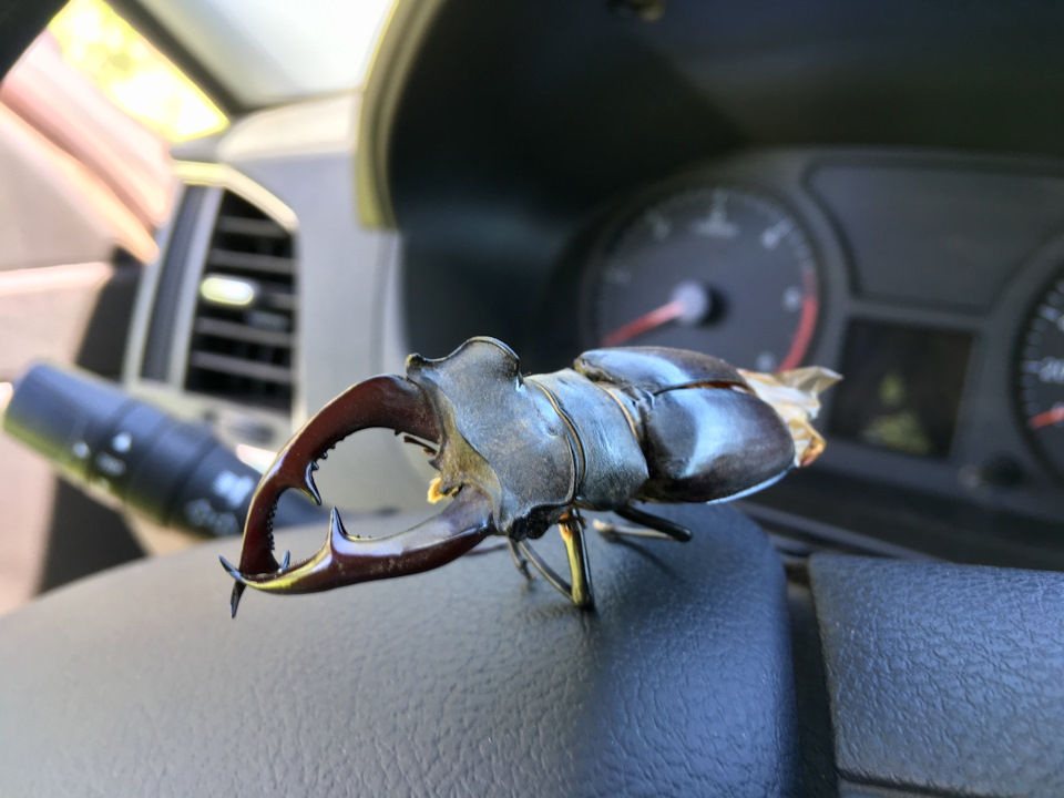Жук-олень 🐞 — УАЗ Patriot, 2,7 л, 2019 года | фотография | DRIVE2