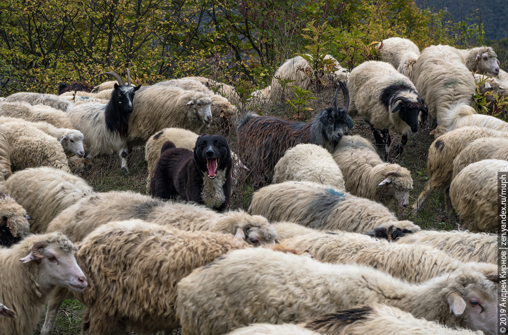 Почему среди стада овец всегда есть козёл или кто такой козёл-провокатор?