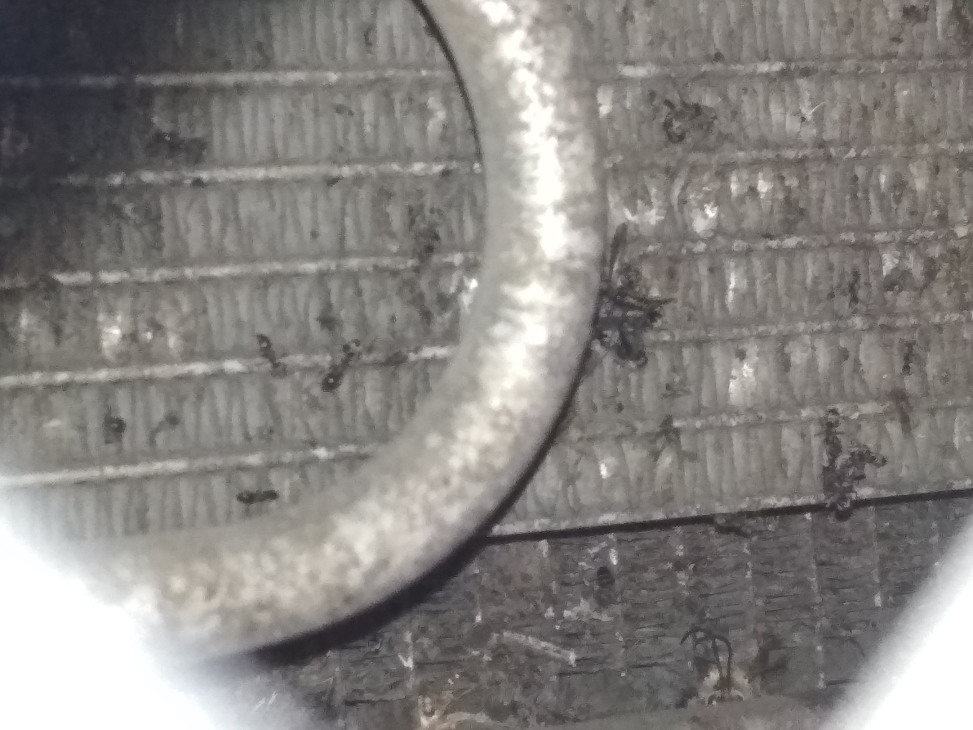 Как избавиться от муравьёв под капотом? Внезапное вторжение! — Nissan ...