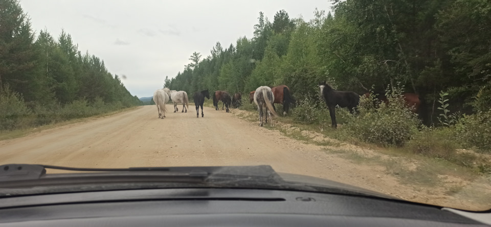 По пути до посёлка Бугульдейка встретились пешеходы, которые очень хотели устроить ДТП) — Mazda 323 IV