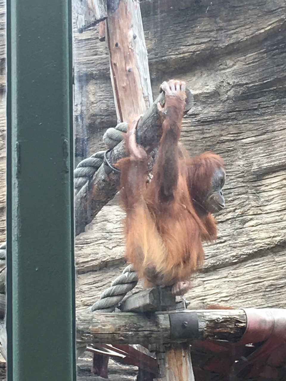 Его умный друг — Lada Granta