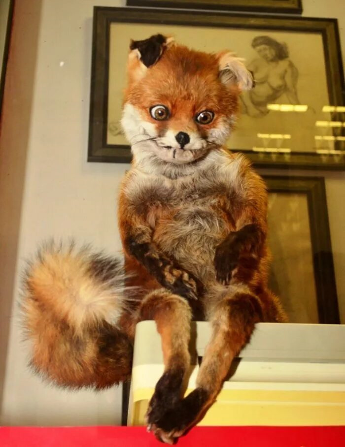 Обдолбанная лиса. Упоротый лис. Две лисы на стуле. Драная лиса. Упоротый лис.