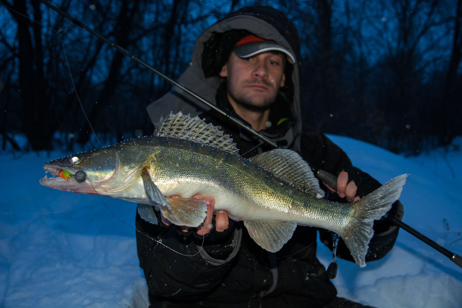 Микроджиг на судака. Судак в атаке. Рыбинка судак. Найти судака. Судак рыба речная.