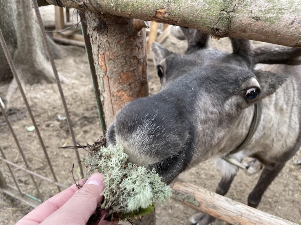Фото в бортжурнале Cadillac Escalade (3G)
