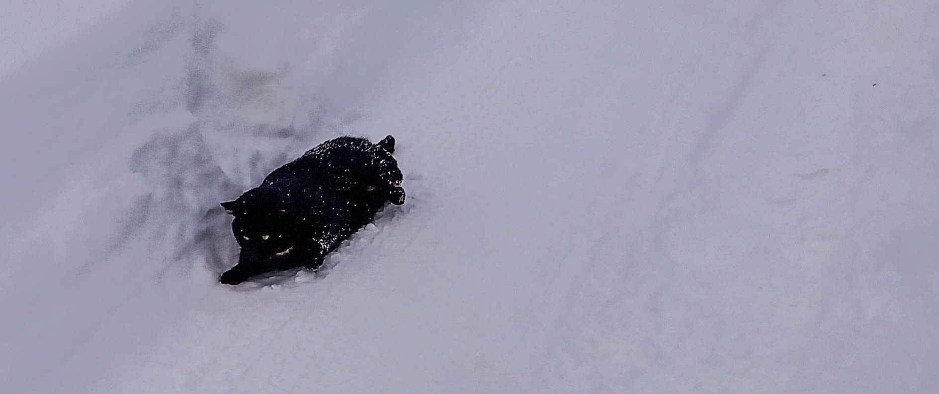 слово прокричал по составу. морозцы разбор слова по составу. семья слов мороз. заморозок разбор 2. заморозки разбор слова по составу.