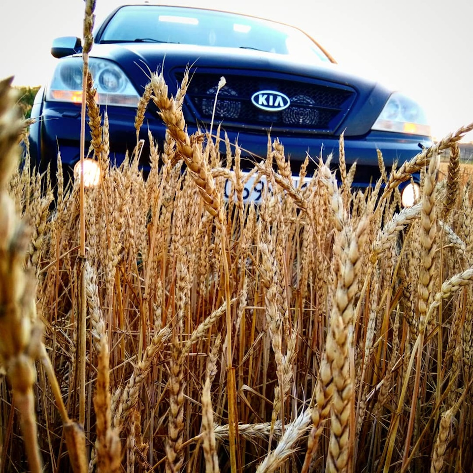 Какие свечи лучше для газ/бензин киа соренто — KIA Sorento (1G), 3,5 л ...