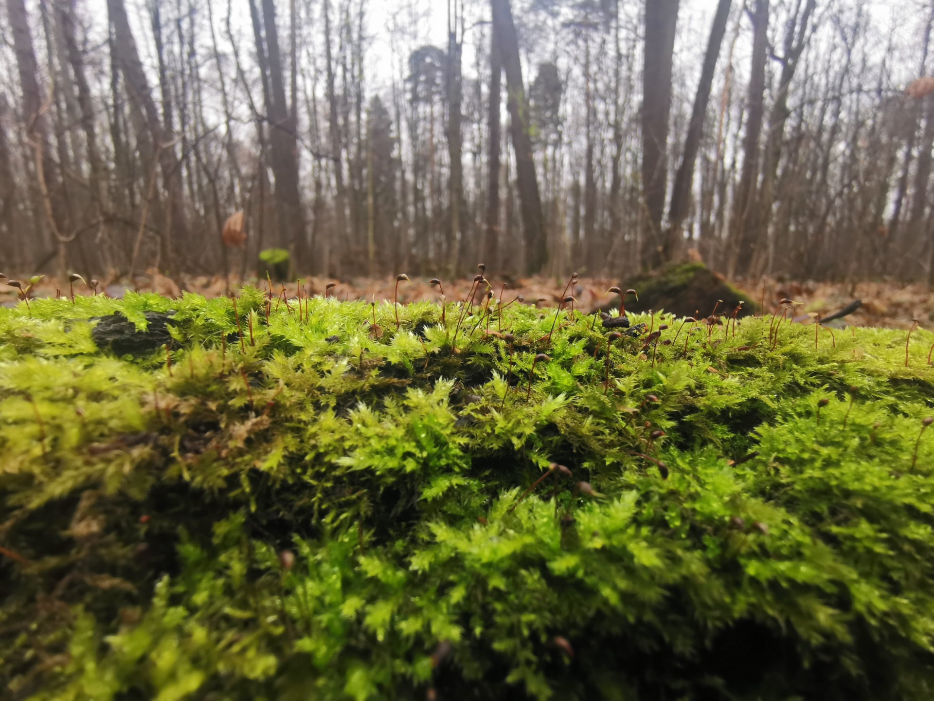 Поставили сигнализацию с автозапуском — Mazda 3 (1G) BK, 1,6 л, 2008 ...