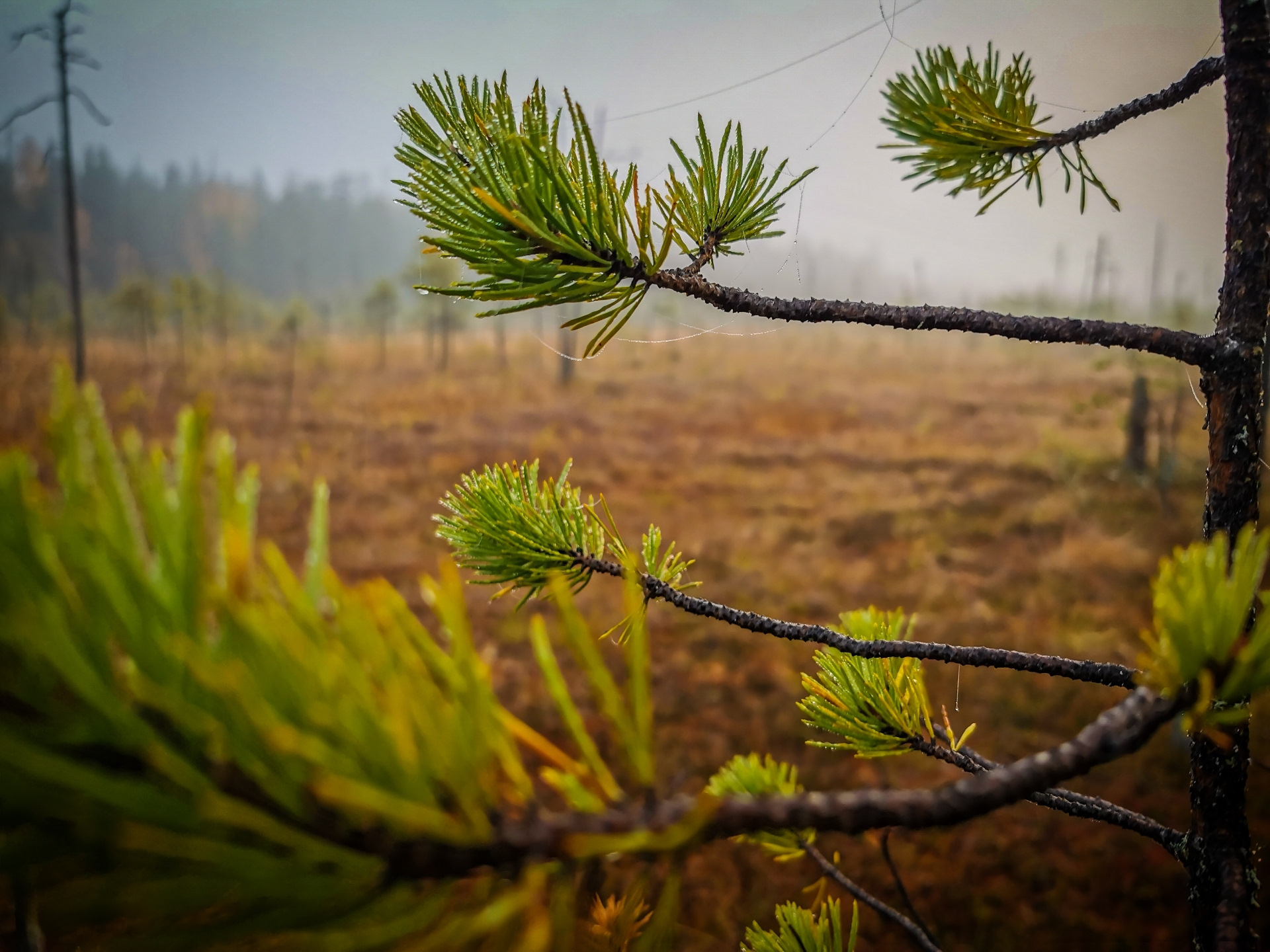 Сосны растут на болоте. Pinus Sylvestris 'Pelczar'. Североамериканская Болотная сосна. Сосна на болоте. Болото с соснами.