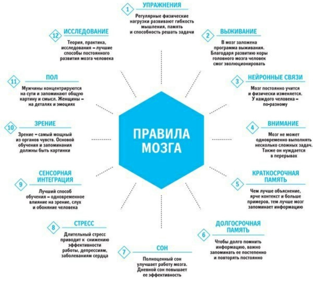 Больше навыков. Правила мозга. Правила мозга инфографика. Память инфографика. Лучшее время для работы мозга.