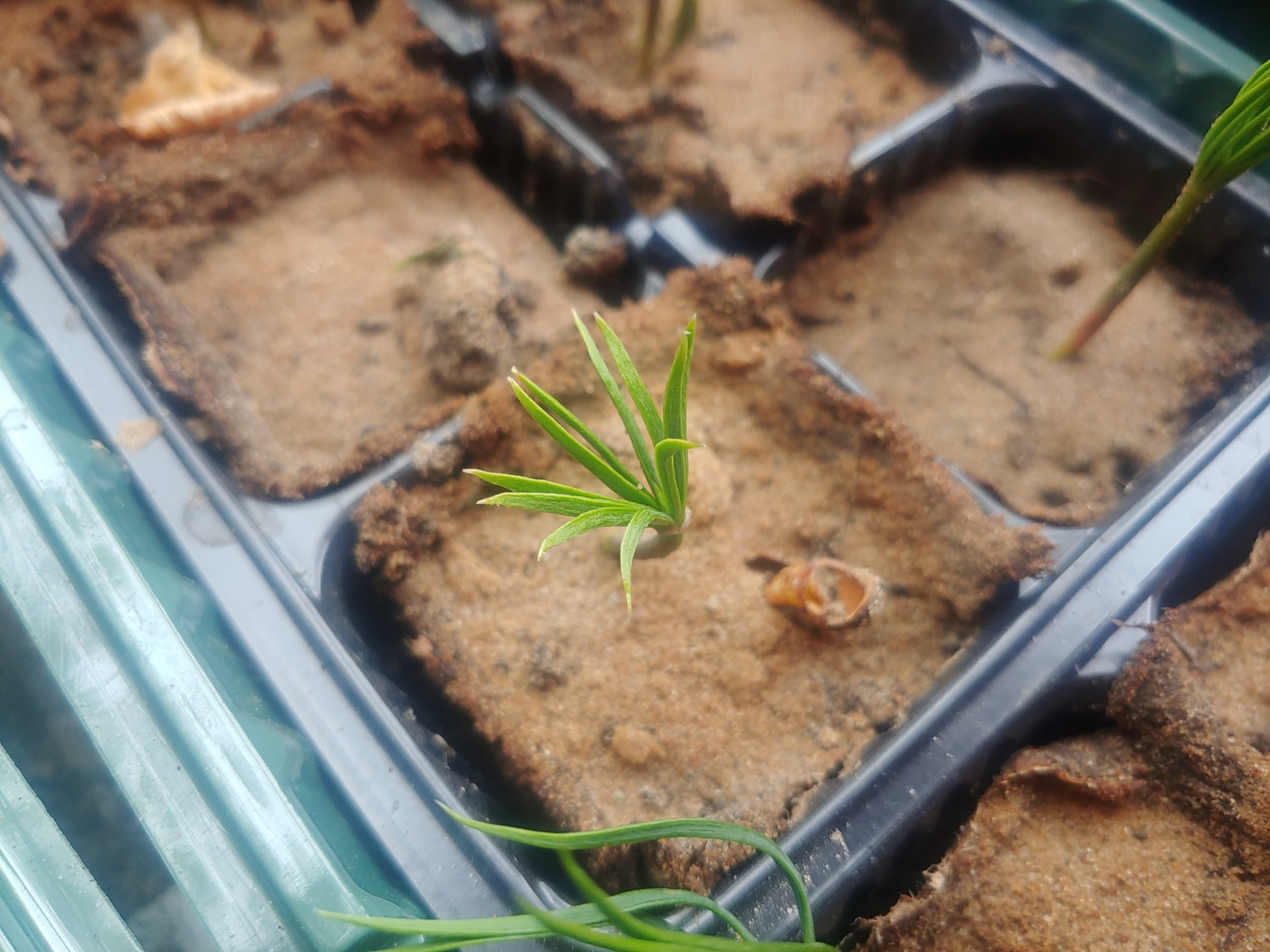 Выращивание сибирского кедра из семян: личный опыт и ботанические особенности