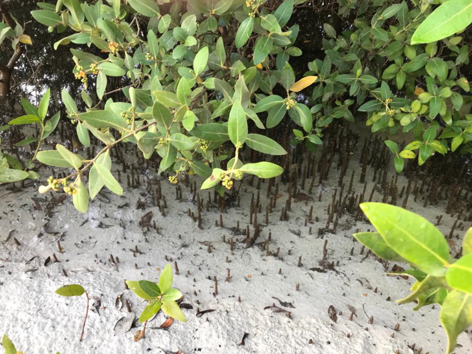 jblZKMiV181ZUyM8klLhX ZKg6A 960 мангровые леса что это такое фото