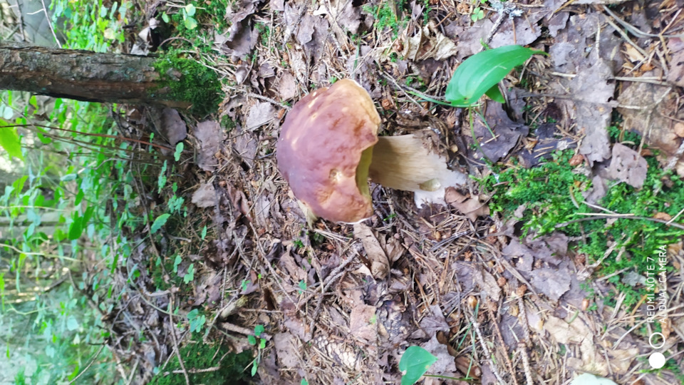 34. История обслуживания.Отчет. — Volkswagen Passat B5, 1,8 л, 2002 ...