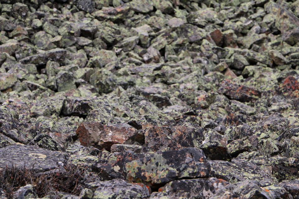 Фотография из серии ТЫ ВИДИШЬ СУСЛИКА? НЕТ? А ОН ЕСТЬ! — Toyota Land Cruiser 80