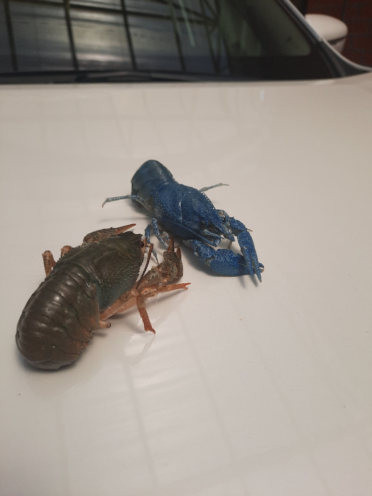 Что-то видно задумал. — Nissan X-Trail III (t32)