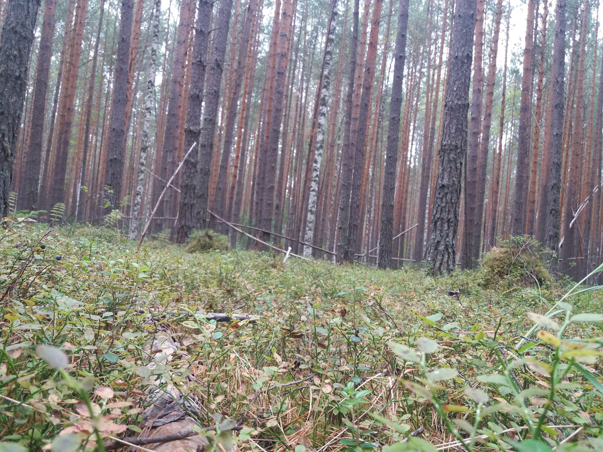 Фото леса в плохом качестве