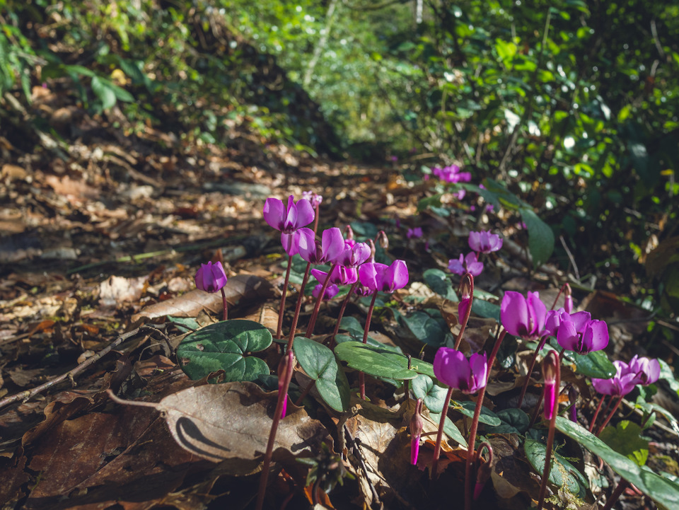 Прогулка по зимнему лесу — DRIVE2