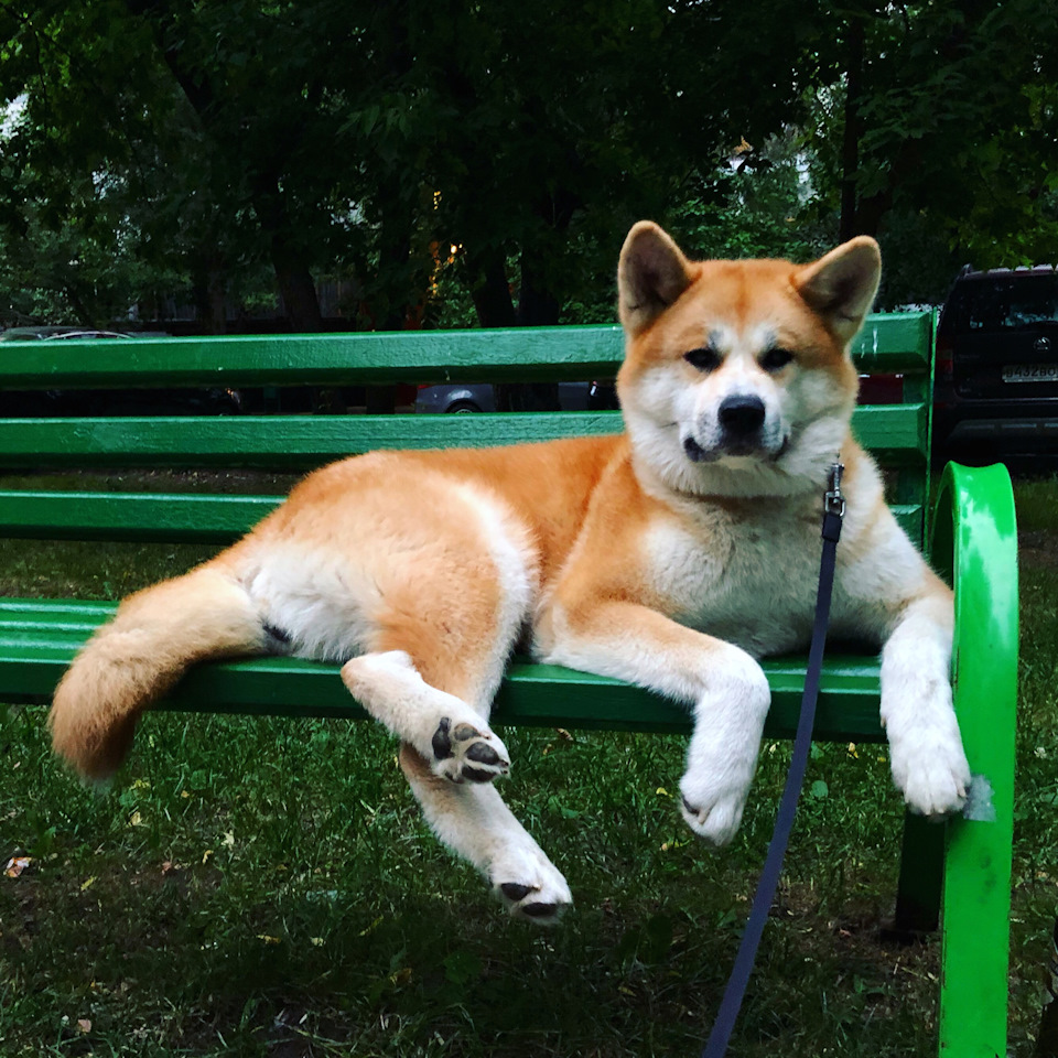 Борьба с вибрацией на 120-140 — Acura MDX (2G), 3,7 л, 2008 года ...