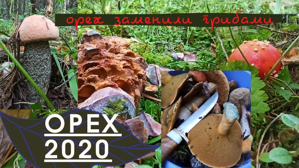 ОРЕХ ГРИБАМИ ЗАМЕНИЛИ (тайга, орех, грибы) — Сообщество «Грибники ...