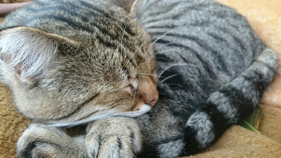 Фото в бортжурнале Daewoo Nexia