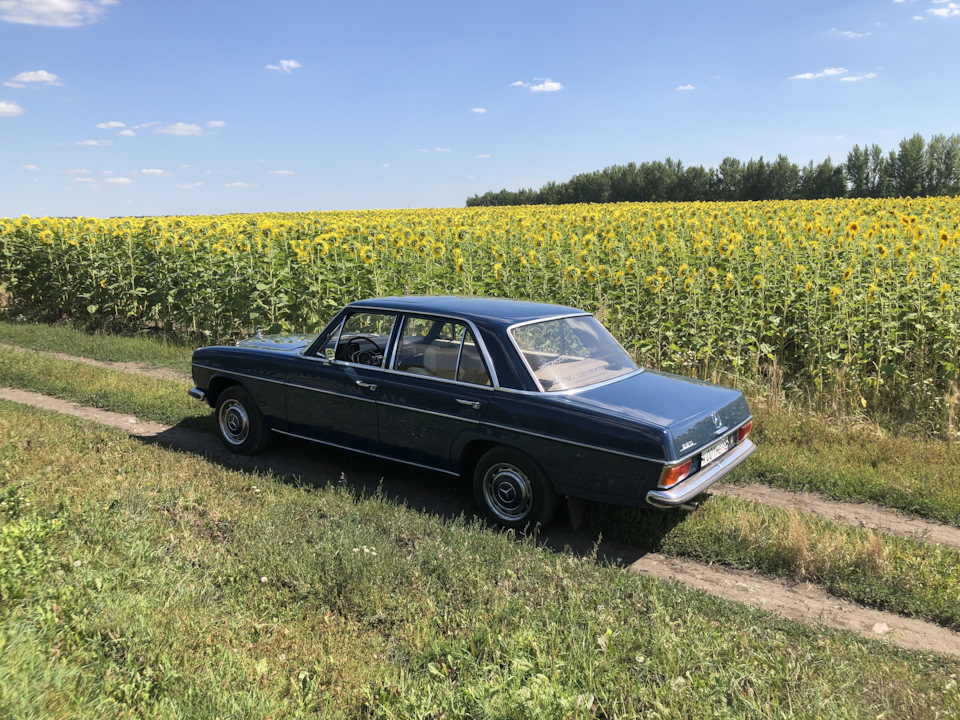 Мерседес W 115 на природе — Mercedes-Benz W115, 2,2 л, 1973 года ...