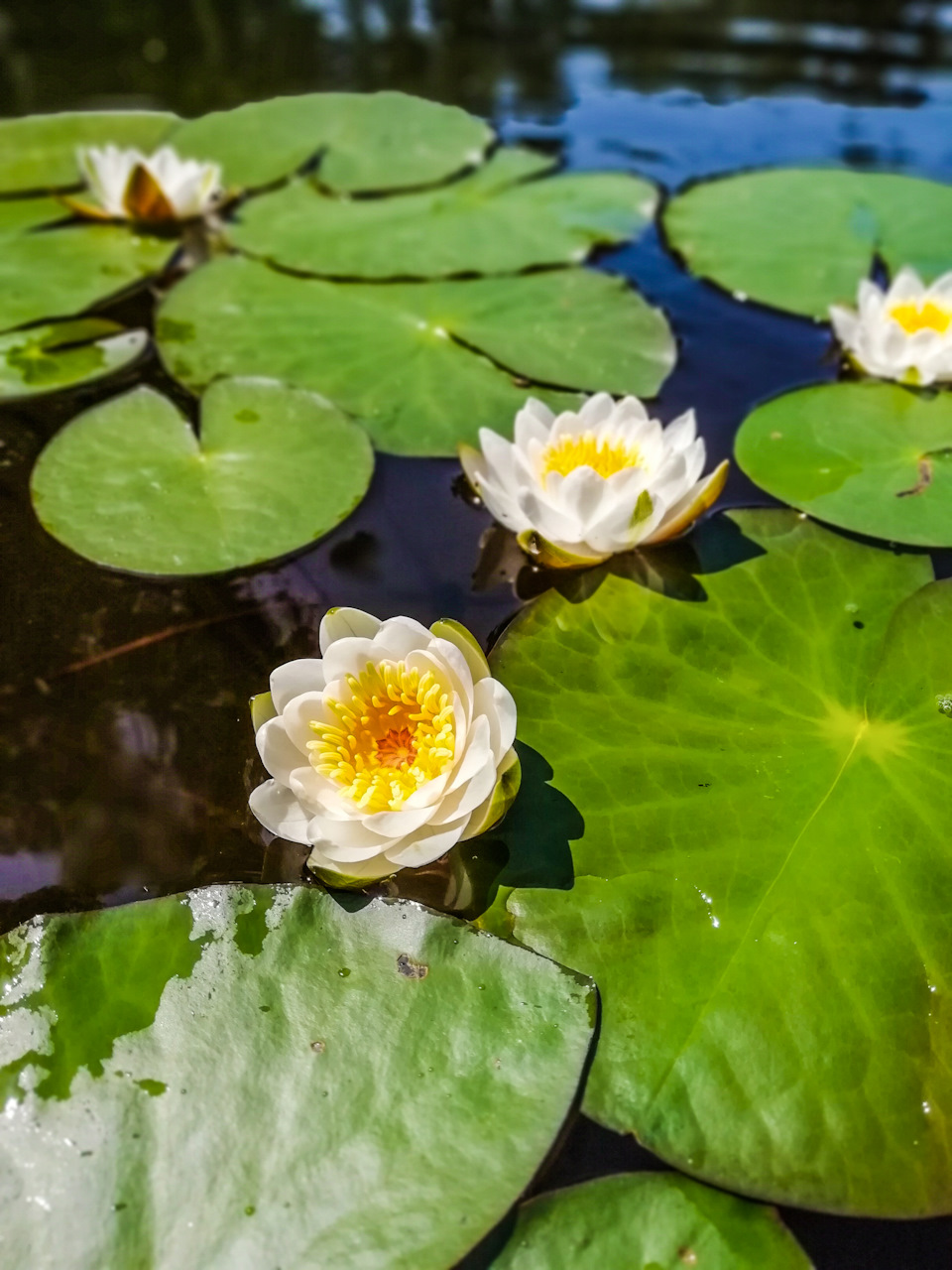 Водное растение кувшинка семейства кувшиновые. — Сообщество «Фотоальбом ...