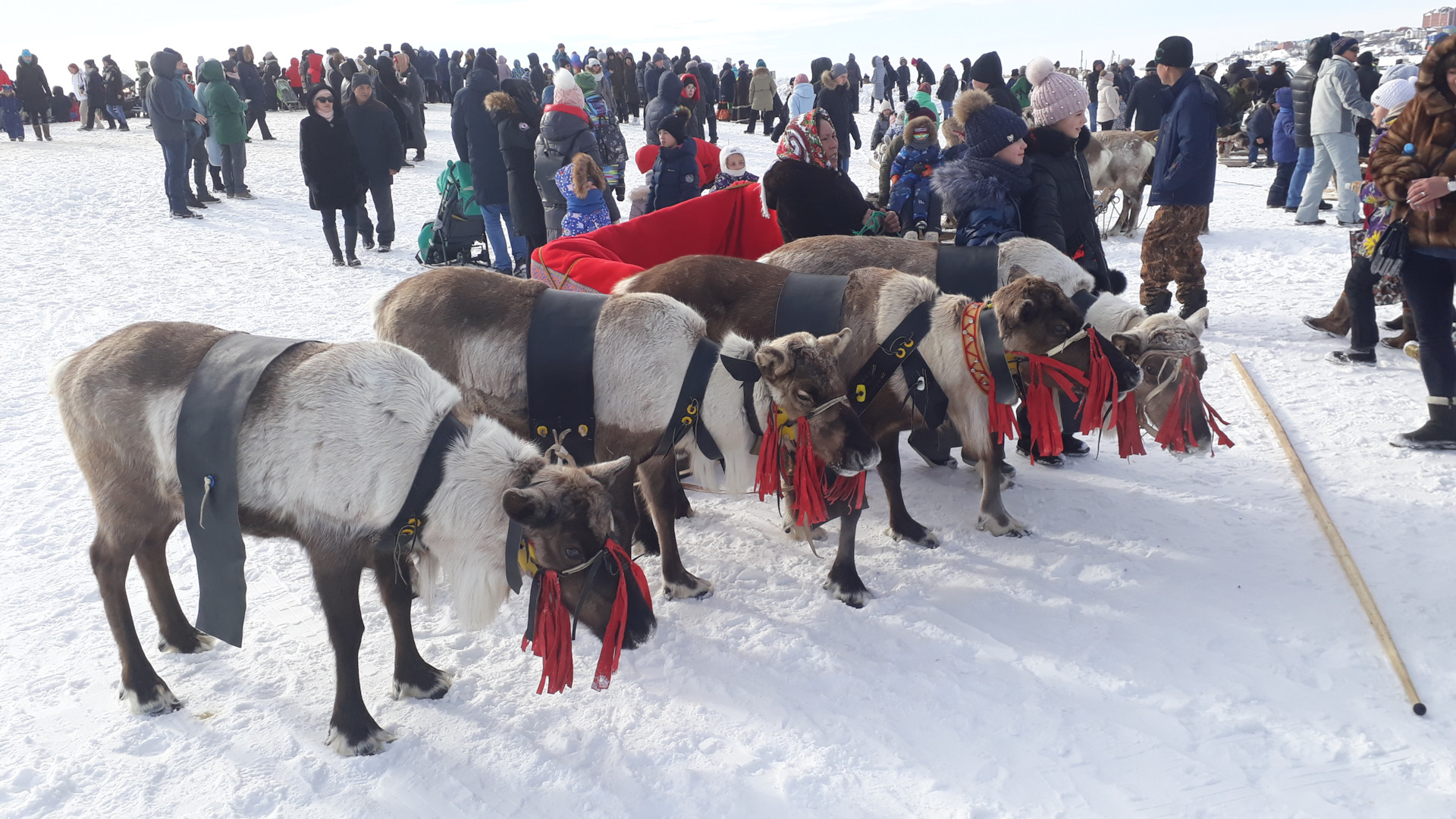 день оленевода в салехарде