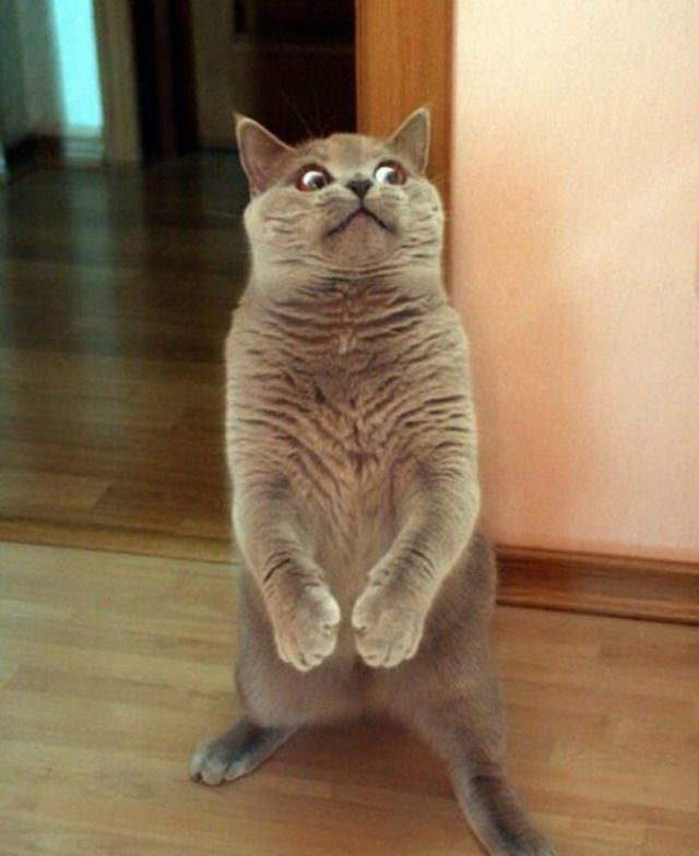 Смешной кот мем
