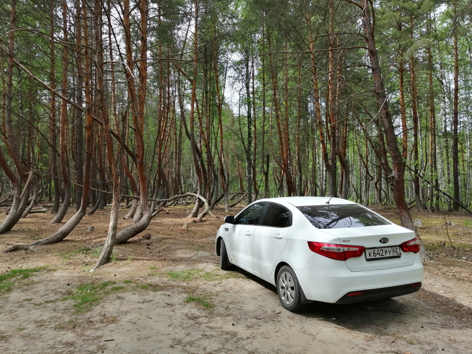 Свободный лес. Киа в лесу. Машина Kia в лесу. Реклама Киа в лесу.