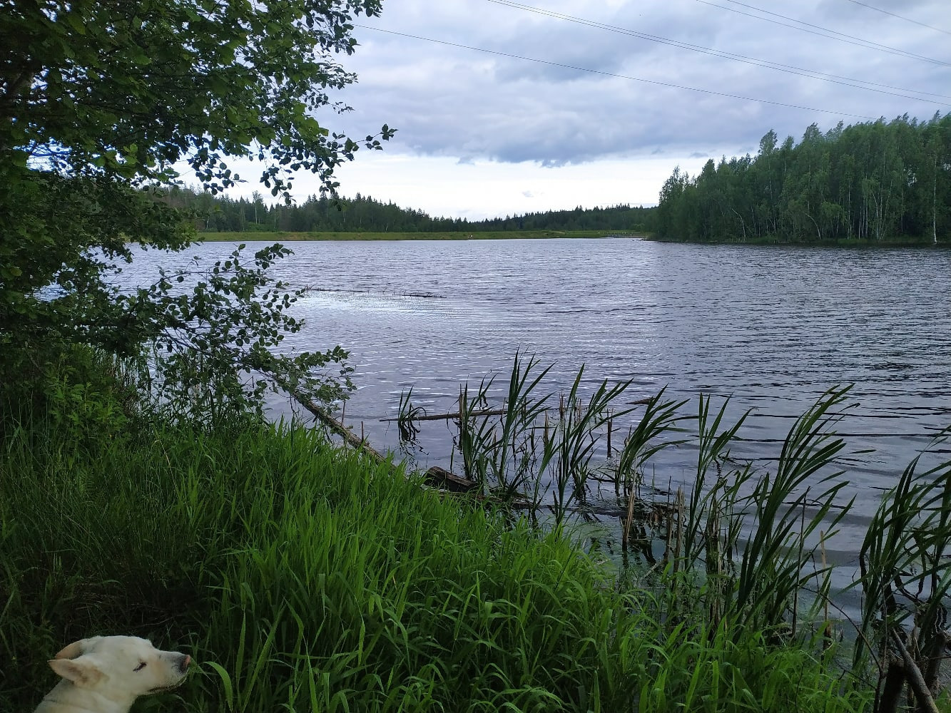 Коряжник могилев. Озеро Полюшкино Воротынский район. Озеро Попова шляпа. Попово озеро Тихвин. Невское (озеро, Приозерский район).