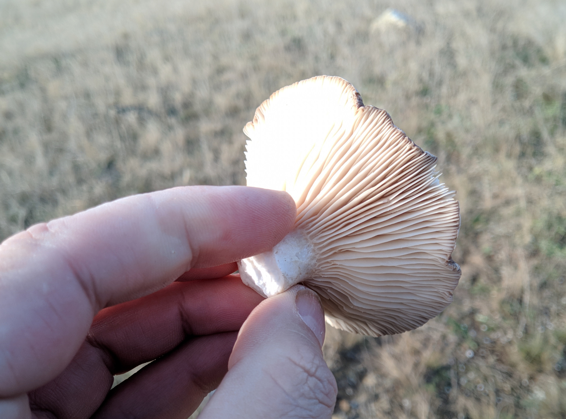 Степные грибы Крыма