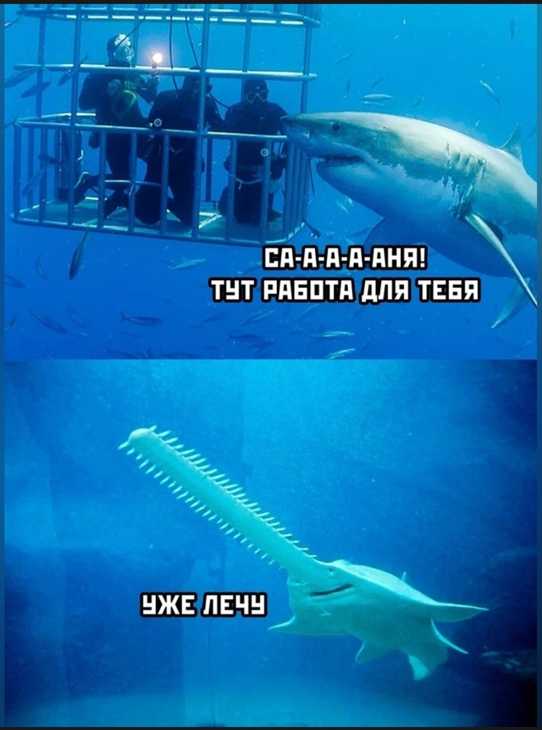 Рыба Пила Смешные Картинки