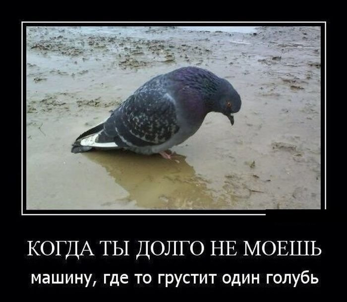Не долго грустил. Картинка мемы грустно. Тяжело на душе цитаты. Не грусти картинки прикольные. Кот скучает у окна.