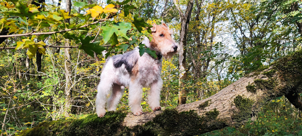 Фото в бортжурнале Mitsubishi Pajero (4G)