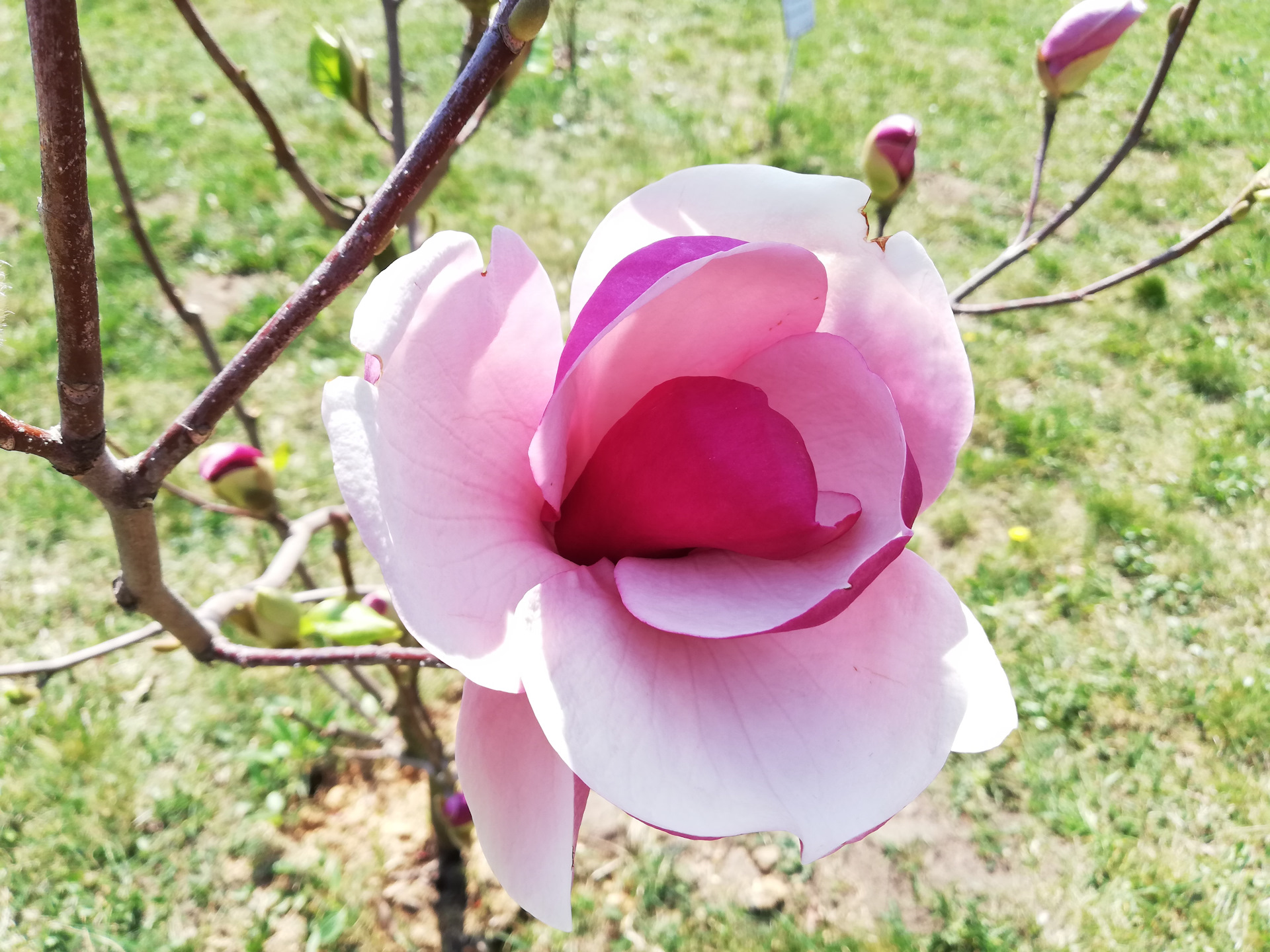 Провода для прикуивания ( крокодилы) своими руками. — Opel Antara, 3,2 ...