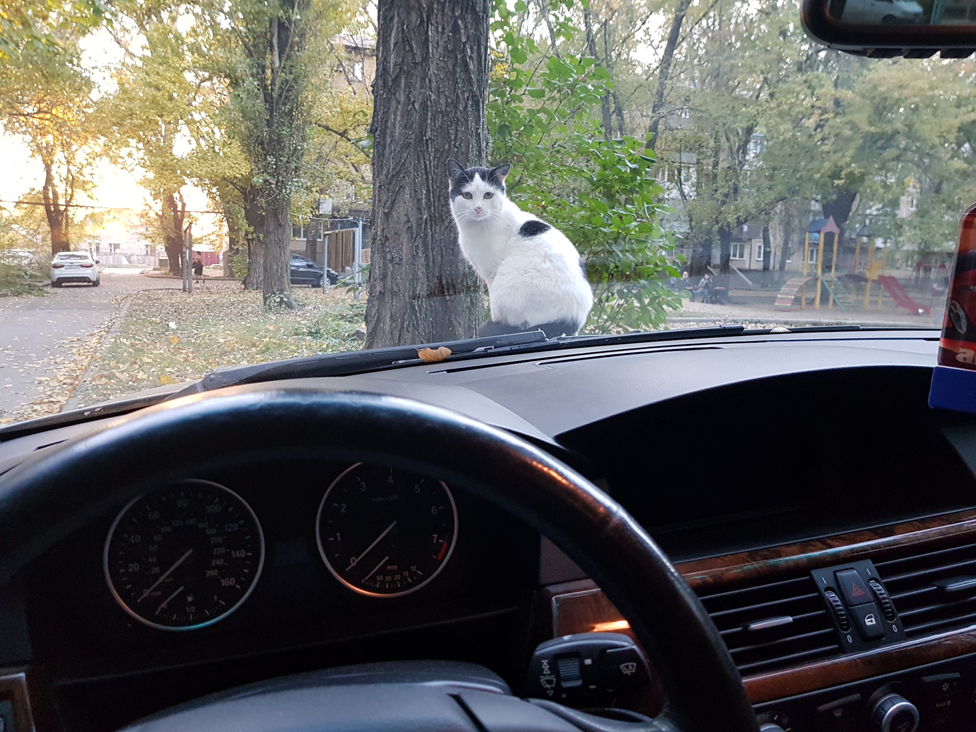 Кот с бмв. Кот BMW. Кошка с БМВ. BMW кошачий. Обои кот с БМВ.