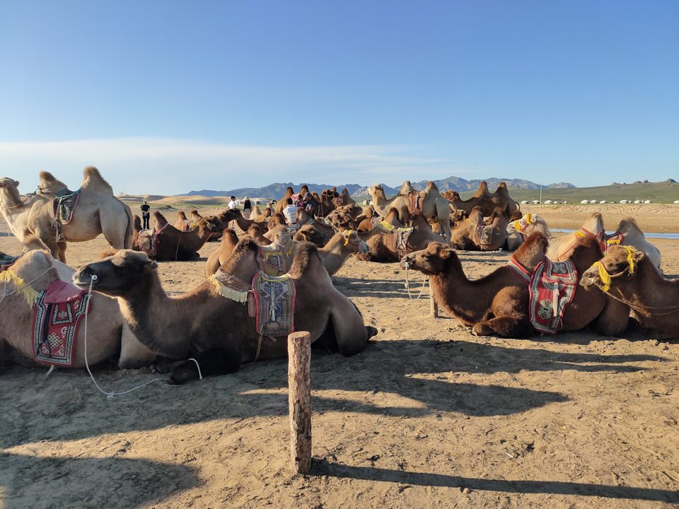 Верблюды — Subaru Impreza (GD/GG)