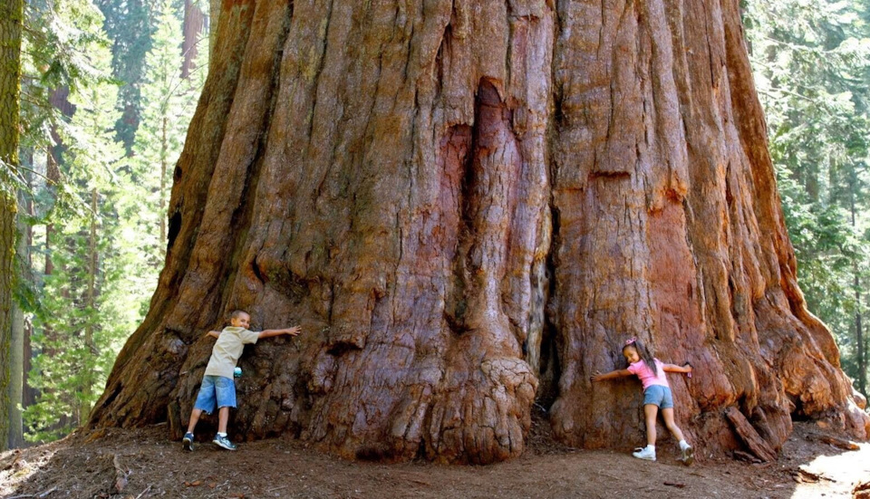 Cual es el árbol mas grande del mundo